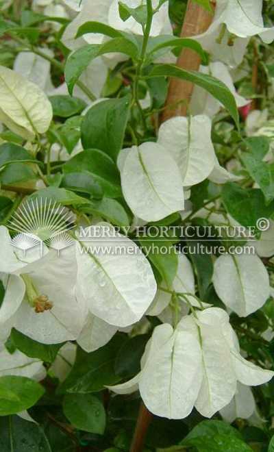 Bougainvillea mrs eva white